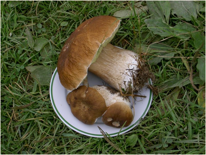 Javorek II. 2005 073